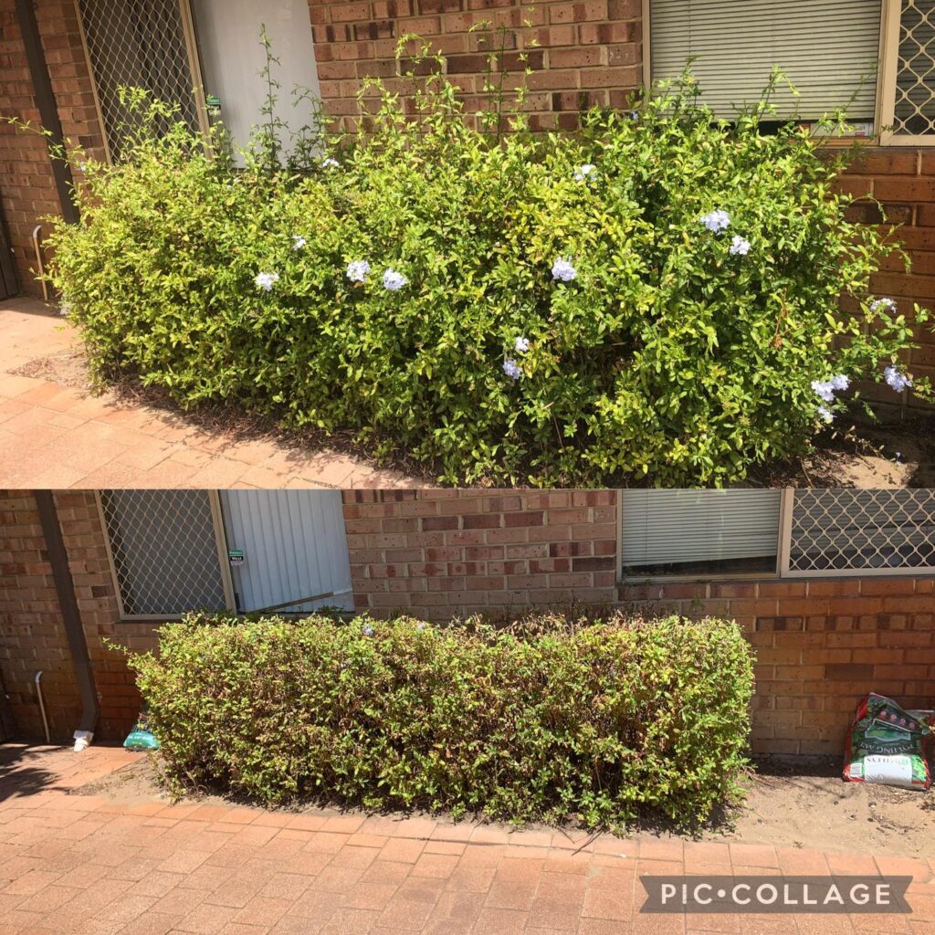 Hedging & Trimming Services perth