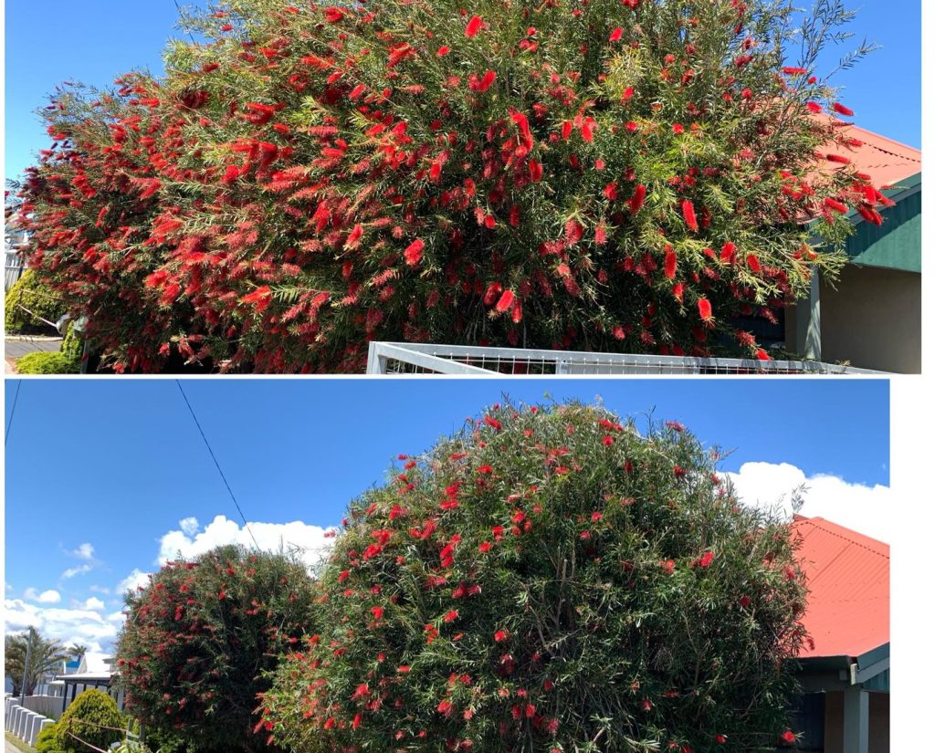 Pruning services perth